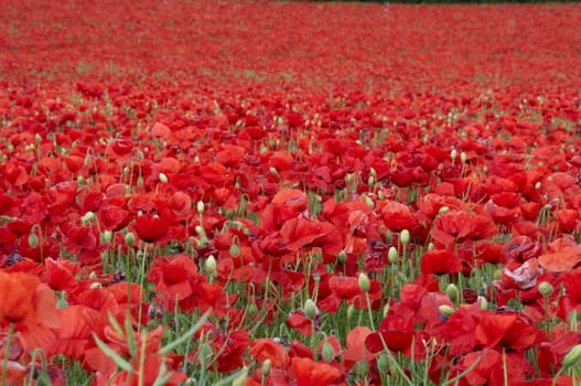 A field of poppies in the Kent countryside