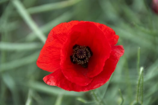 A poppy in a field of green corn