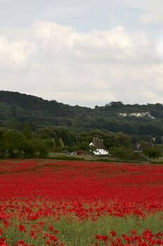 A field of poppies in the Kent countryside