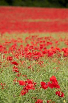 A field of poppies in the Kent countryside