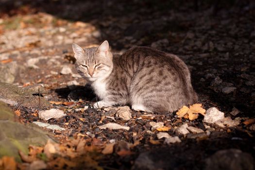 grey tabby cat lying down on gravel
