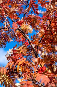 golden fall leaves, red ashberrys and blue sky 
