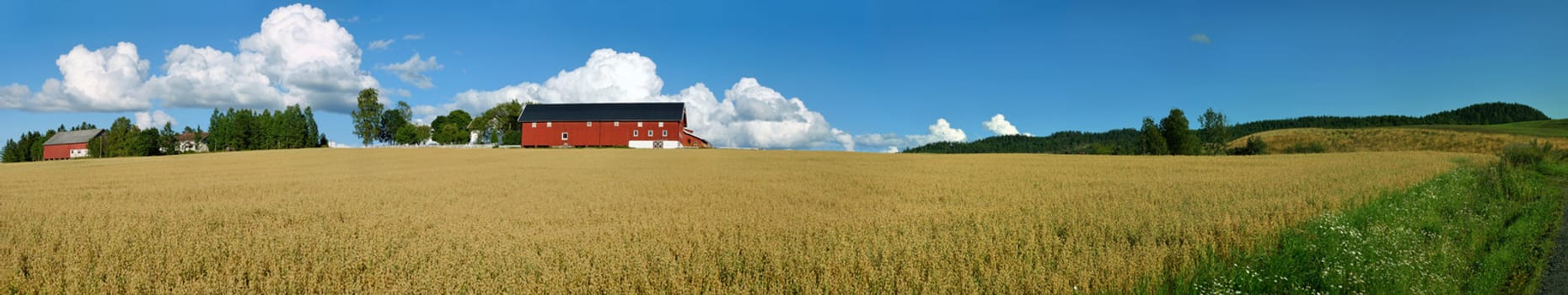 Panoramic view of a typical Norwegian farm with oats field and a nice cloudscape. Composed from 19 individual shots.
