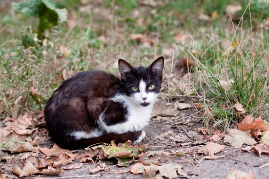 Spotty young cat sitting on the road
