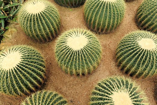 many cactaceaes