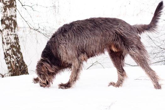 irish wolfhound on the snow field
