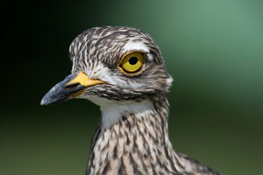 Portrait of a Dikkop or Thick-knee bird