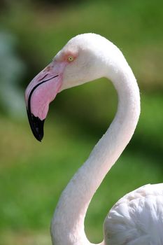 Pretty pink flamingo with long pink neck