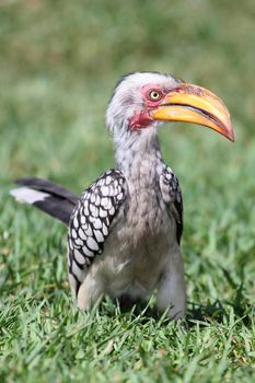 Hornbill bird on green grass looking for food