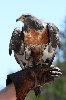 Large Jackal Buzzard bird perched on it's handlers glove