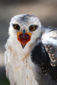 Black shouldered kite rapter bird calling with beak wide open