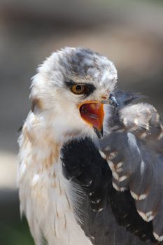 Black shouldered kite rapter bird calling with beak wide open