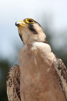 Lanner Falcon raptor bird with intent look