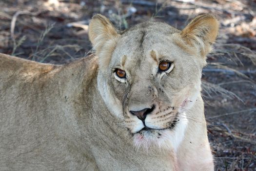 Beautiful female lion of lioness with brown eyes