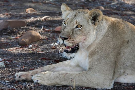 Beautiful female lion of lioness with brown eyes