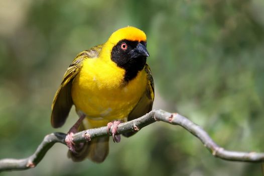 Beautiful yellow Masked Weaver bird with beady orange eye
