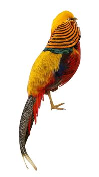 A beautiful male golden pheasant bird isolated on white