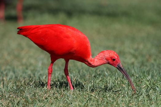 Brightly colored scarlet ibis bird catching insects and grubs in green grass