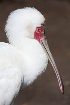 Portrait of a Spoonbill bird with long flat beak