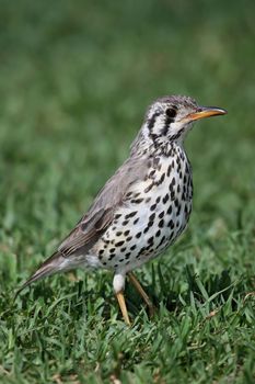 Spotted Wood Thrush bird standing on green grass