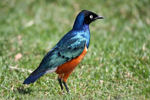 Beautiful glossy Superb Starling bird looking for food