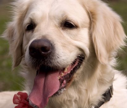 close-up on an awfully cute golden retriever girl