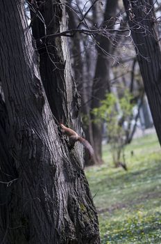 cute little brown squirrel hiding from children in a tree
