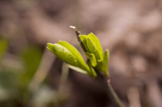 small green bud on a brench in the early days of spring