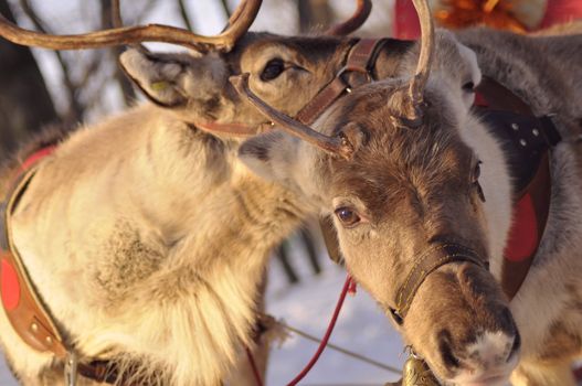 love is everywhere, reindeer couple gets romantic