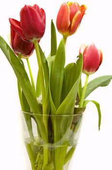 beautiful orange and red tulips in a vase, isolated on white