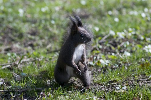 attentive and curious, a cute small squirrel looks around