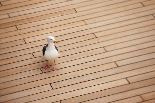 Sea bird on wooden deck of ship