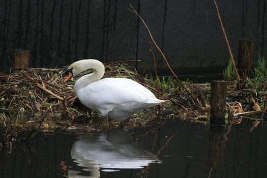 A swan building a nest, reflected in water