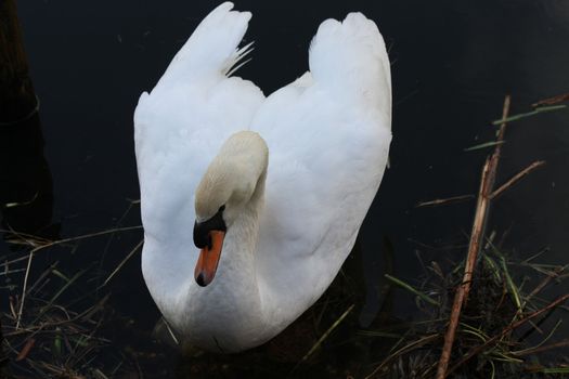 A swan in close up on the water