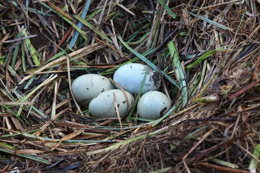 A swans nest with four soft green eggs