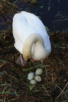 A swan mother and her nest with four eggs