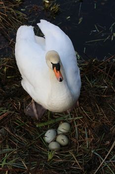 A swan mother and her nest with four eggs