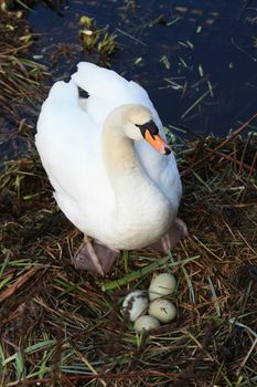 A swan mother and her nest with four eggs