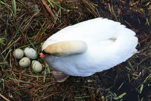 A swan mother and her nest with four eggs