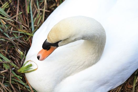 A breeding swan on a nest