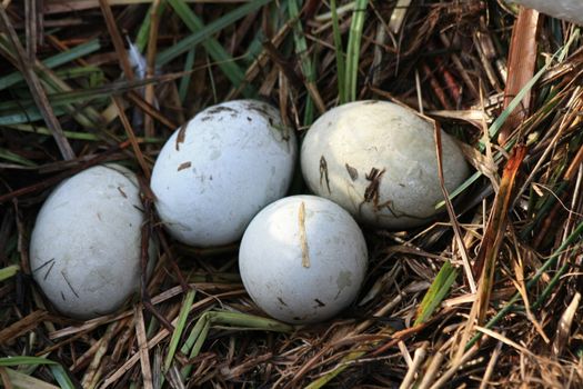 A swans nest with four soft green eggs