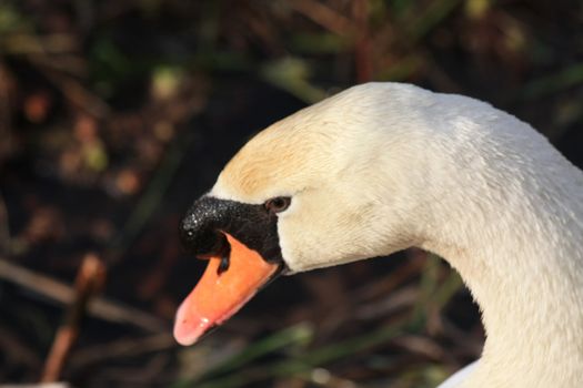 A close up of a mature swan