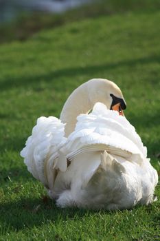 A swan on the grass, taking care of his own feather bed