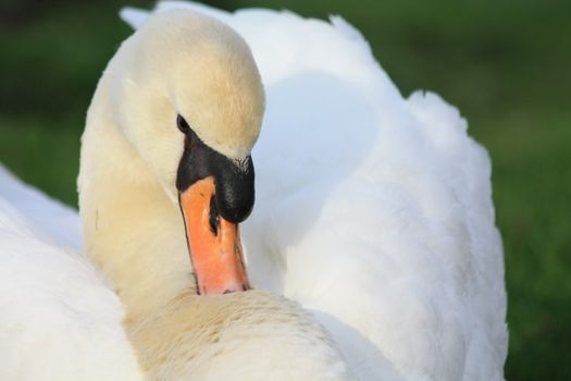 Close up portrait of a sman while giving himself a beaty treatment