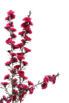 Branch of a tea tree on a white background as an ornament.