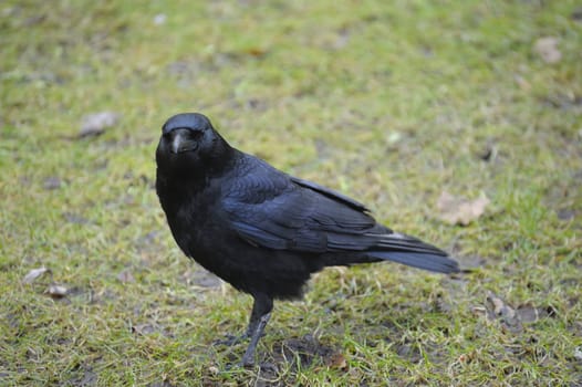 Carrion crow resting on green grass field