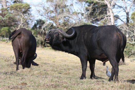 Big male buffalo scenting or showing flehmen response to mate with cow