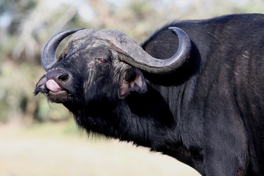 Huge Cape Buffalo male with large horns and black shaggy fur