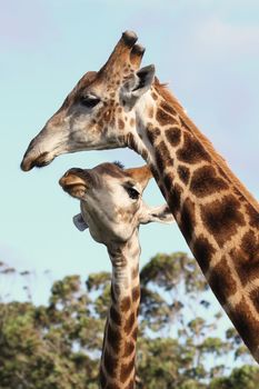 Two giraffes from Africa showing some affection