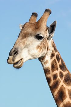 Potrait of a giraffe showing it's teeth